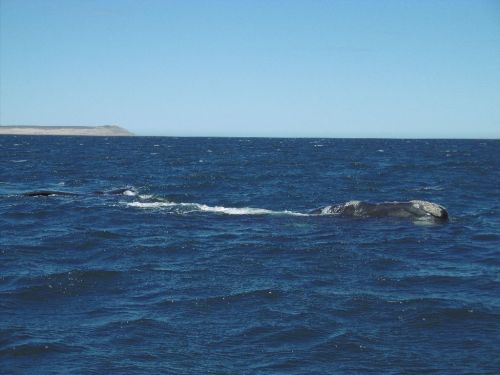 Southern right whales are 15m long